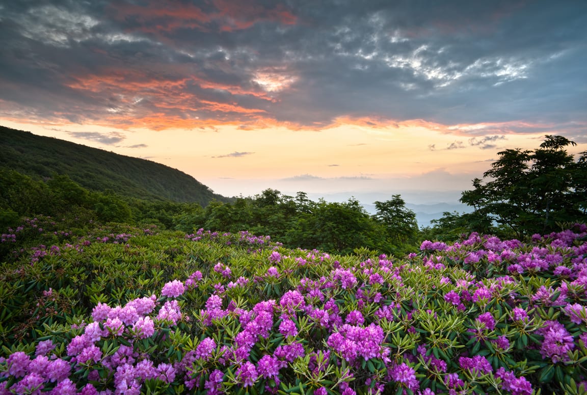 A field of purple flowers with the sky in the background.