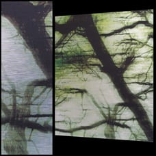A tree with branches and leaves in the background.