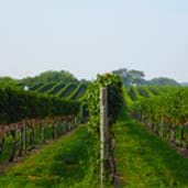 A vineyard with many vines growing on the side of it.