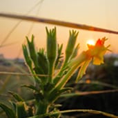 A close up of a plant with the sun setting in the background.